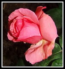 Rose et amour....rosa y amor ....rose d'amour ... Rose et amour....rosa y amor ....rose d'amour ...