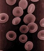 La genetica dei gruppi sanguigni: una panoramica