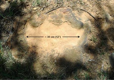 Un’impronta di dinosauro del Crataceo trovata al Goddard Spaceflight Center della NASA