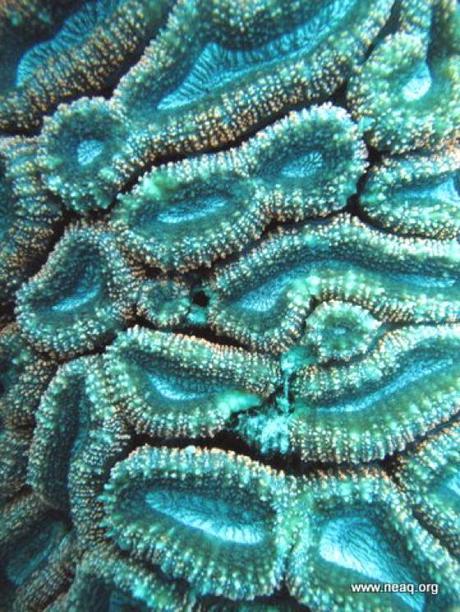 PATTERNPRINTS JOURNAL IN VACANZA / PATTERNS DI CORALLI SU PINTEREST.COM PATTERNPRINTS JOURNAL IN VACANZA / PATTERNS DI CORALLI SU PINTEREST.COM