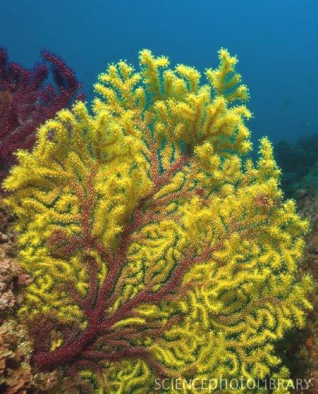 PATTERNPRINTS JOURNAL IN VACANZA / PATTERNS DI CORALLI SU PINTEREST.COM PATTERNPRINTS JOURNAL IN VACANZA / PATTERNS DI CORALLI SU PINTEREST.COM