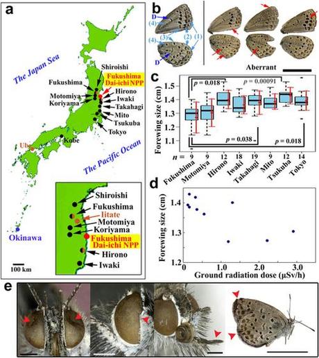 Le farfalle di Fukushima