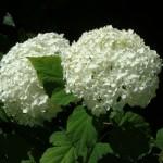 seccare fiori ortensia  bianca hydrangea hannabelle