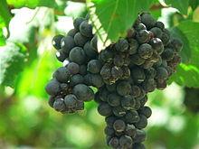 Fatti il vino in casa con le uve dei Nassisi di Melissano del Salento leccese