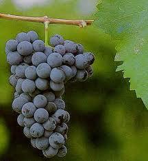 Fatti il vino in casa con le uve dei Nassisi di Melissano del Salento leccese