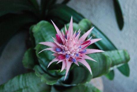 Aechmea fasciata in fiore Aechmea fasciata – Bromeliaceae