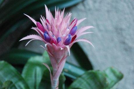 Infiorescenza Aechmea fasciata Aechmea fasciata – Bromeliaceae
