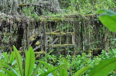 Dian fossey palace Dian fossey palace