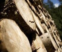 IL BOSCO CERTIFICATO IN VAL DI NON IL BOSCO CERTIFICATO IN VAL DI NON