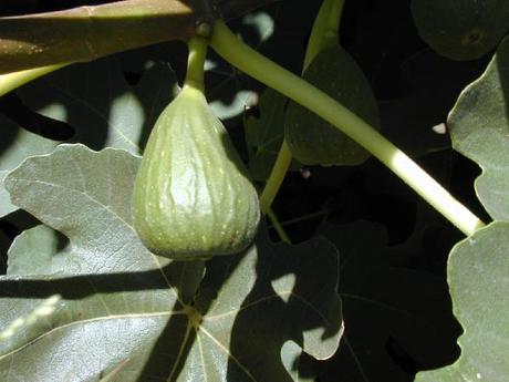 Il fico: il frutto più prelibato e sacro degli Dèi. Il fico: il frutto più prelibato e sacro degli Dèi.