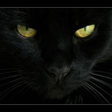 Tempo di crisi? Contro la superstizione il gatto nero torna nelle case degli italiani