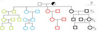 Esercizi di genetica: probabilità di trasmissione di un allele autosomico recessivo dalla generazione parentale alla F3