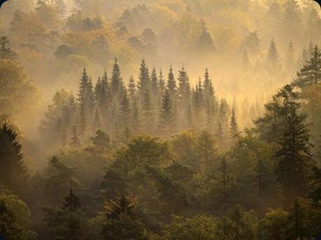 morning-forest-germany