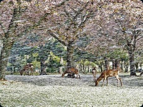 deer-blossoms-japan
