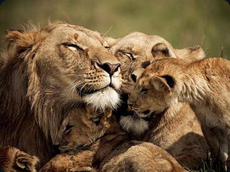 lions-cubs-kenya