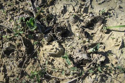 orto, preparativi per l'autunno orto, preparativi per l'autunno