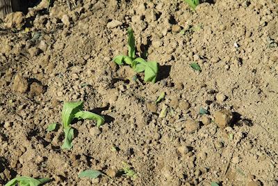 orto, preparativi per l'autunno orto, preparativi per l'autunno