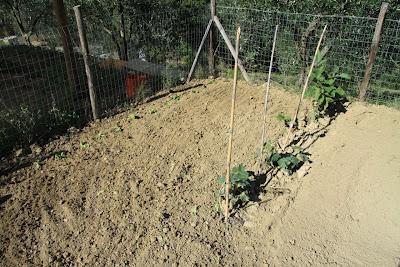 orto, preparativi per l'autunno orto, preparativi per l'autunno
