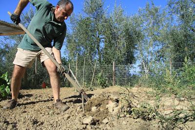 orto, preparativi per l'autunno orto, preparativi per l'autunno