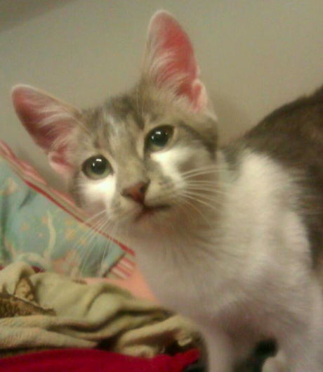 MISO, “New In” in casa Gomitolo :D (How to adottare un gatto..)