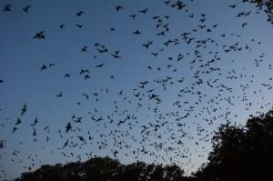 Spettacolare! Milioni di Pipistrelli in diretta livecast dal Texas