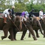 Thailandia: gara di polo con gli elefanti. Ecco la King’s Cup Elephant