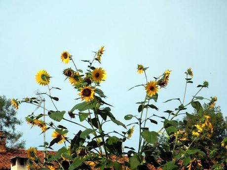 Settembre Chierese Settembre Chierese