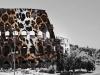 1-colosseo-kid-stampato-leopardo 1-colosseo-kid-stampato-leopardo