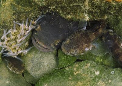 Il canto del pesce cadetto