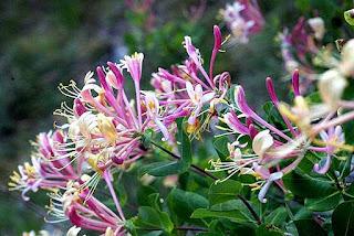 Il giardino dei nuovi inizi di Nora Roberts Il giardino dei nuovi inizi di Nora Roberts