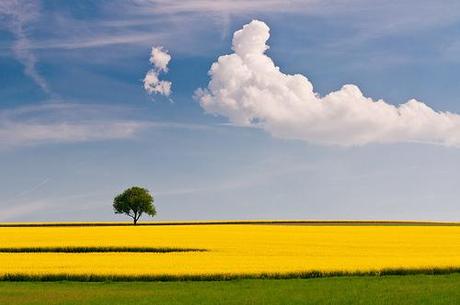 rapeseed and the tree by aspheric.lens, on Flickr