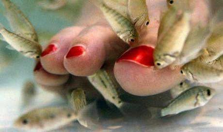 Fish pédicure: piedi come nuovi grazie ai pesci pulitori