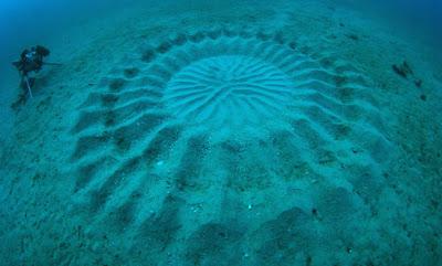 Pesce palla crea cerchi nella sabbia
