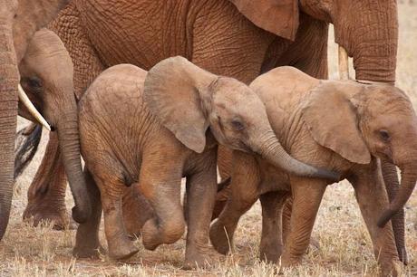 Immagini dal Kenya: gli animali
