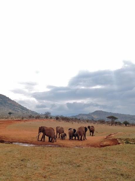 Immagini dal Kenya: gli animali