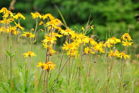 arnica