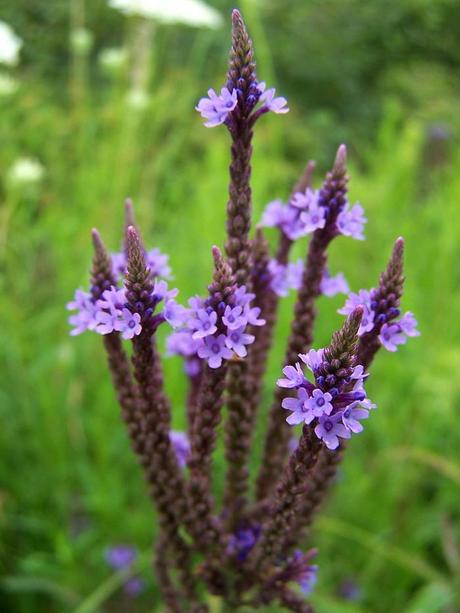 verbena