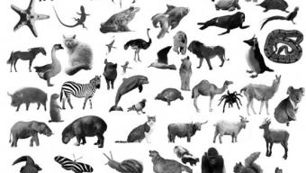 Animal Photoshop Brushes