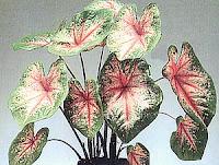 Piante d'appartamento Piante d'appartamento