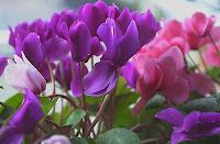 Piante d'appartamento Piante d'appartamento