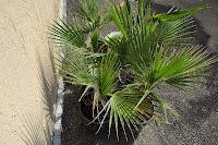 Piante d'appartamento Piante d'appartamento