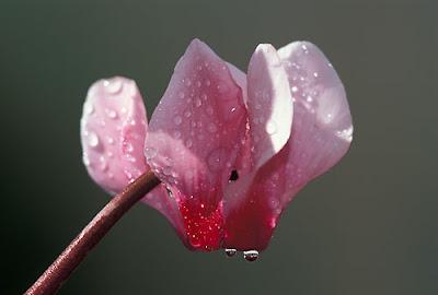 Piante d'appartamento Piante d'appartamento