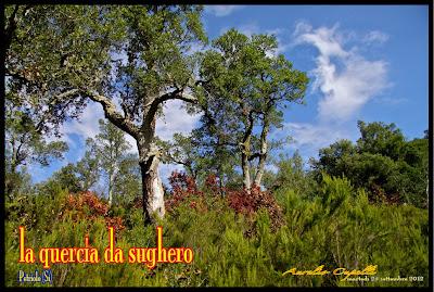 la quercia da sughero