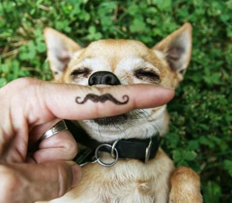 mustache dog