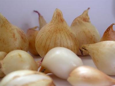 Laboratorio per piccoli giardinieri