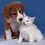 caniegatti ANIMALI NEI CONDOMINI