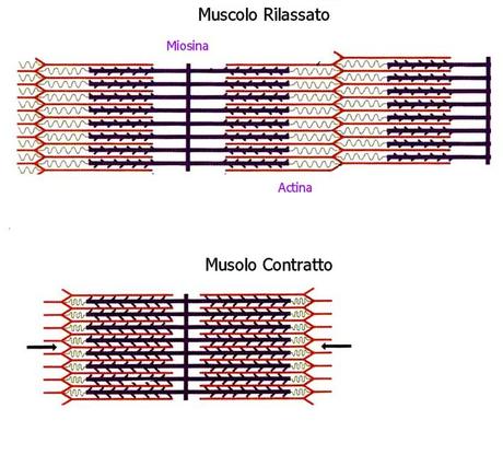 sarcomero muscolare