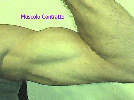 Muscolo Contratto