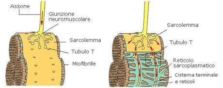 giunzione-neuromuscolare