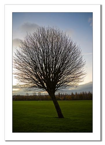Tree without Leaves, Netham by Travels with a dog and a Camera :), on Flickr